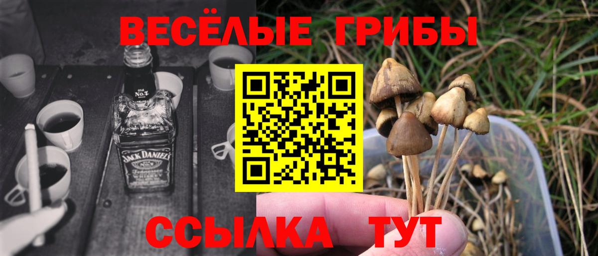 Курчатов  где найти   Вход с VPN  Галлюциногенные грибы GOLDEN TEACHER  Псилоцибиновые грибы MAGIC MUSHROOMS 